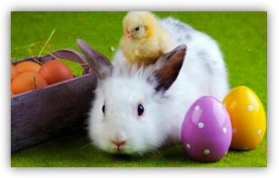 Paques lapin